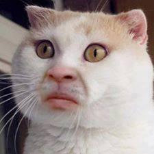 BraveLassie's tweet photo. This cat hunts me in my dreams. Curse him. http://t.co/AL558Qz4v0