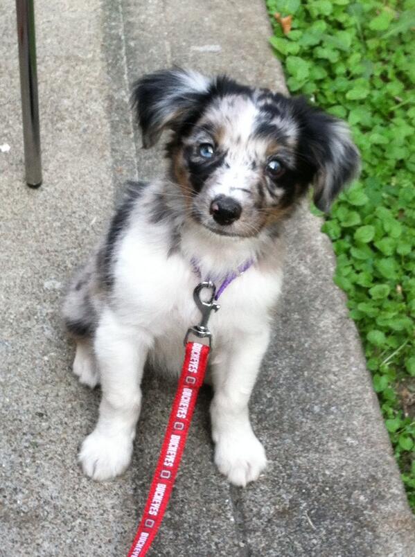 4L3X15's tweet photo. my puppy is cuter than your puppy http://t.co/QPv21DP0zz