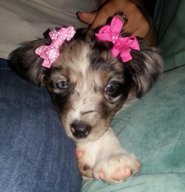 4L3X15's tweet photo. she loves her bows http://t.co/VI4KLHi952