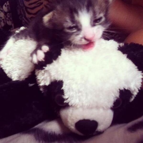 Truthnevertold_'s tweet photo. Mean while in Oxford England there's this cute kitty named ashby <33 http://t.co/9JdD8cTms9