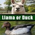 Jasondlmeier's tweet photo. Most Hilarious APP on Earth! I just got a score of 189 on Llama or Duck! http://t.co/jXimxKGgAX http://t.co/vKXlvd8D2K
