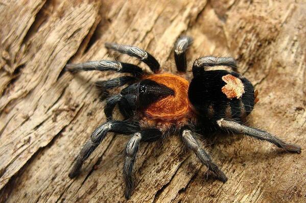 FotoTarantulas's tweet photo. #Cyriocosmus #elegans http://t.co/UDsAp2tPhg