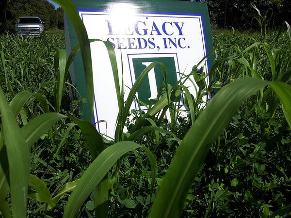 LegacySeedsInc's tweet photo. No-Till app of MaxiGain Sudangrass into weak alfalfa stand due to wet spring #highqualityforage Ehlen Bros Dairy LLC http://t.co/o0JDaMqUxv