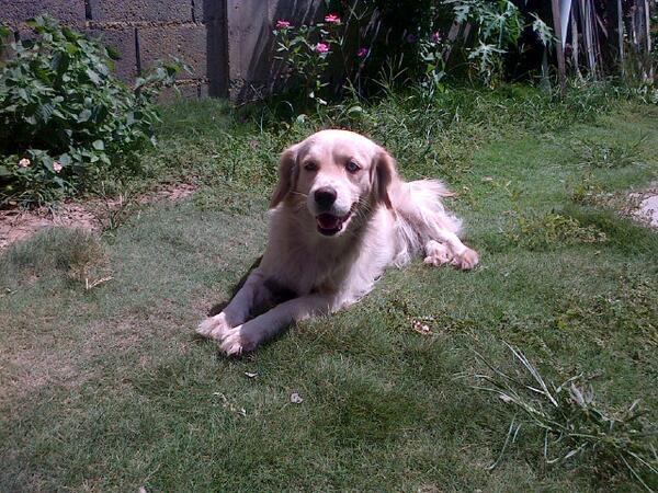 Rodrigo Sánchez tweet media