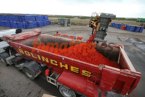 AlexDonat's tweet photo. dema la tomatina 2013 http://t.co/IVdrb69UM5