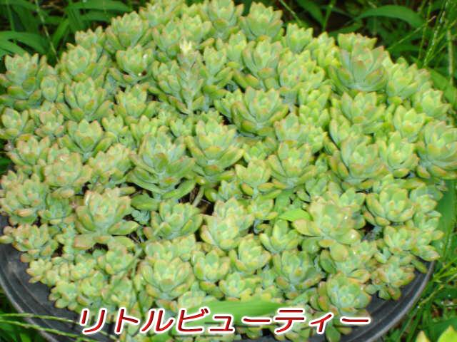 濱爺 多肉植物 ベンケイソウ科 セダム属 リトルビューティー プロリフェラに似て非なるもの 最初は７センチ鉢に３苗しかなかったがこれだけ増えた この暑さにもビクともせず 買ったときは紅葉してたけど その後緑一色で変化なし 育て方が悪いのか