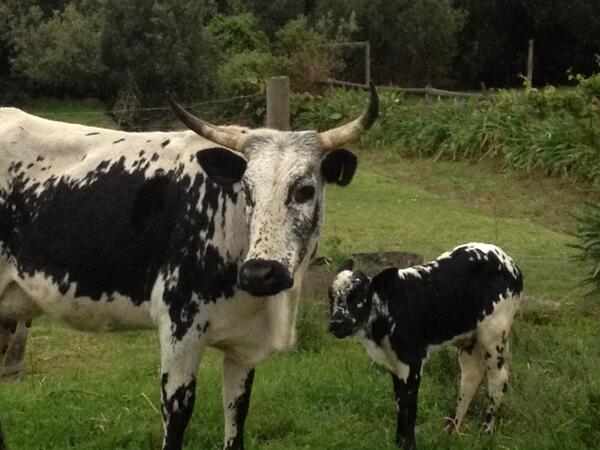 MulderboschV's tweet photo. Good to see! RT @Fablewines: First calf of the season just born. Looking like his mommy... http://t.co/DiA5cuyaey