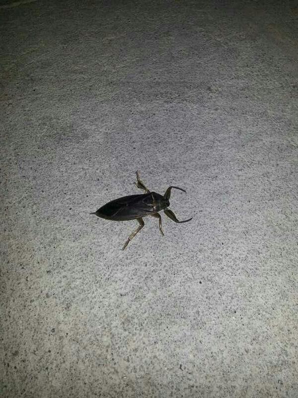 Kronny7's tweet image. Found this guy in the parking lot. #disgusting #UNDproblems