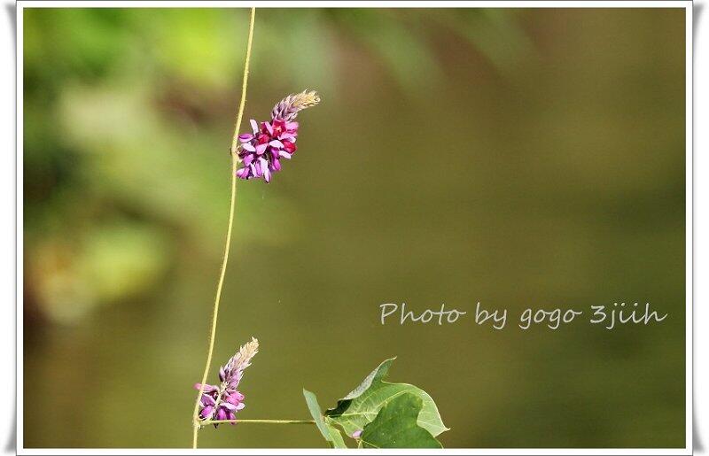 葛の花踏みしだかれて色あたらしこの山道を行きし人あり 徹底解説 意味や表現技法 句切れなど 短歌の教科書 短歌の作り方 有名短歌の解説サイト