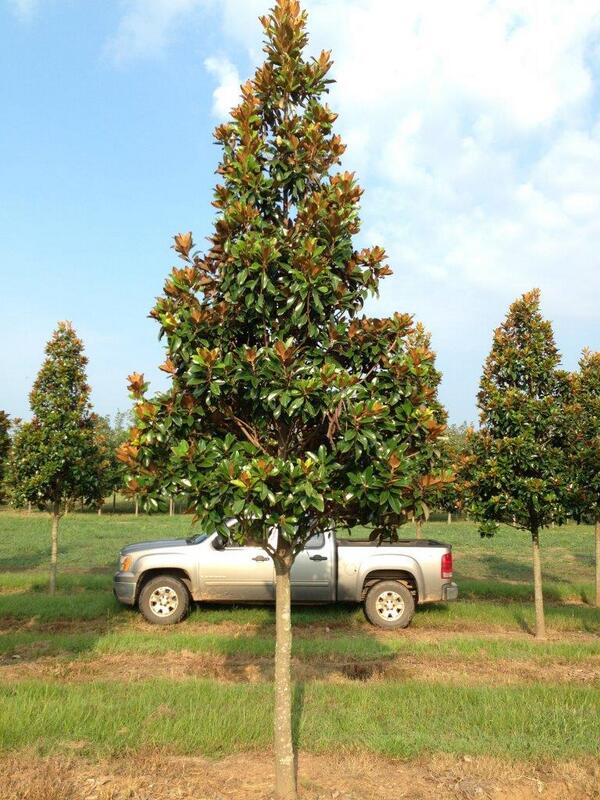 Hunter_Trees's tweet image. 4" Caliper STD Claudia Wannamaker Magnolia.  For entrance or boulevard plantings with open sight lines.  #cooltree