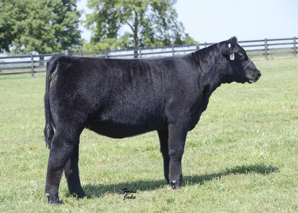 sennettcattle's tweet photo. Irish whiskey mainetainer hfr. Big time show prospect. Stop and take a look this weekend http://t.co/bQWKu5YYLy