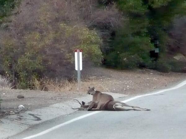 SantaMonicaMtns's tweet photo. Rare sight of #mtnlion on remote section of #Mulholland Hwy! http://t.co/SuVX8RxyfE