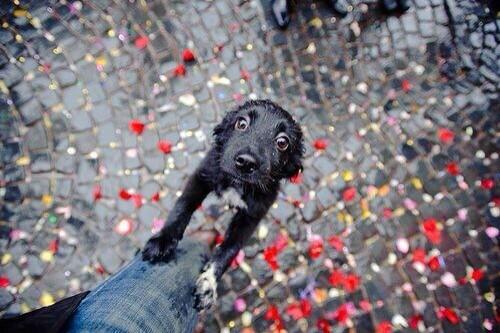 __Dinkleberg's tweet image. AWW OMG OMG GOD BLESS YOUR LITTLE HEART aw aw aw aw