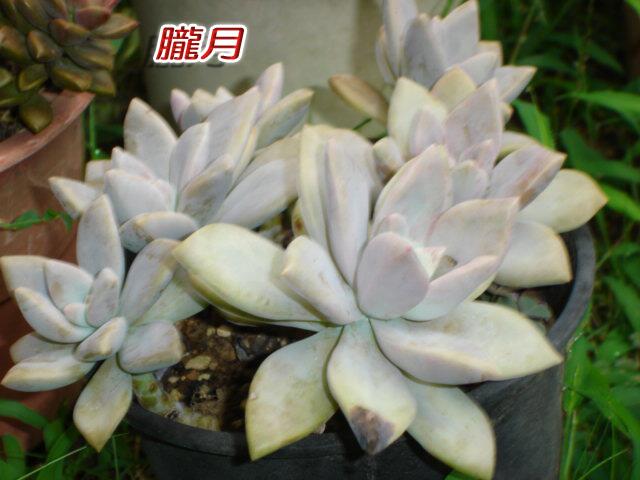 濱爺 多肉植物 ベンケイソウ科 クラプトペタルム属 龍月 放っておいても増える 多肉は可愛がりすぎるより 放任しておいた方が伸び伸び育つ しかし生物の細胞ってのは 小さいうちはなかなか大きくならないが ある程度大きくなると 濱爺 多肉植物 ベンケイソウ科 クラプトペタルム属 龍月 放っておいても増える 多肉は可愛がりすぎるより 放任しておいた方が伸び伸び育つ しかし生物の細胞ってのは 小さいうちはなかなか大きくならないが ある程度大きくなると