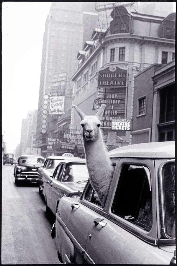 History Photographed tweet media