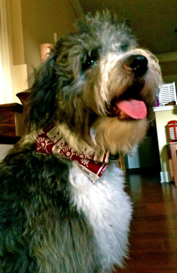 Pongo, one of our Service Dogs in-training, celebrates National Bow Tie day. What do you think, <a href="/aggieprez/">R. Bowen Loftin '71</a>?