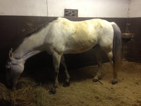 sk1nny_bo1's tweet image. Why do you do this to me?! #GreyProblems