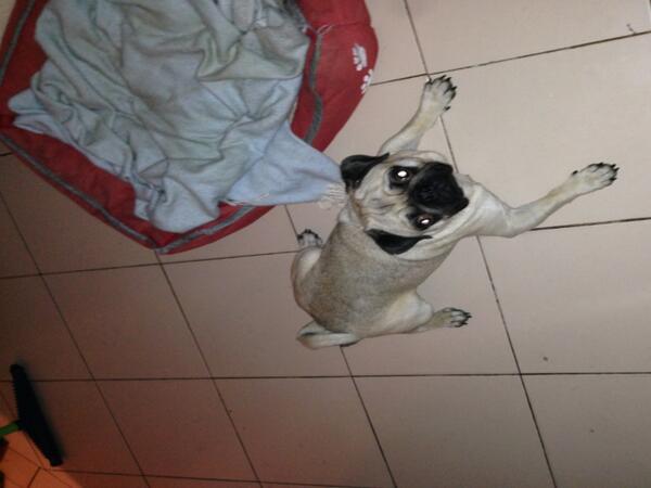 alejandrorey3's tweet photo. Manolito! Como va? @pugsofinstagram http://t.co/Au4XuuJr84