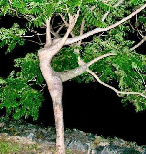 Mi-arbre, mi-femme.