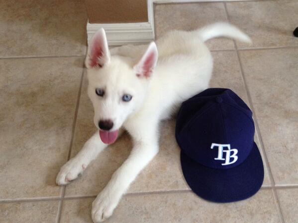 LightningHusky's tweet image. #gameday let's go! #districtk9 @DAVIDprice14 @Astro_DPsDog @RaysBaseball