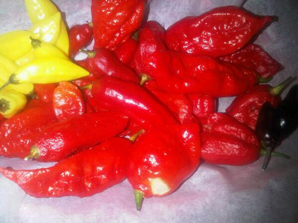 Basket of Ghosties &amp; some Lemon Aji. Gonna be a HOT day here! I see some salsa in the future. Clairvoyant