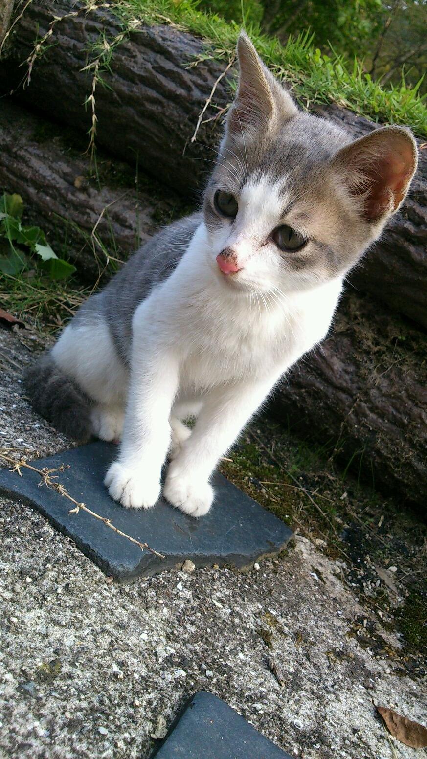 りか みつぎグリーンランドにて 猫発見 カエル食べたけど バッタ食べだけど かわいい Http T Co C3sr2yceo5 Twitter
