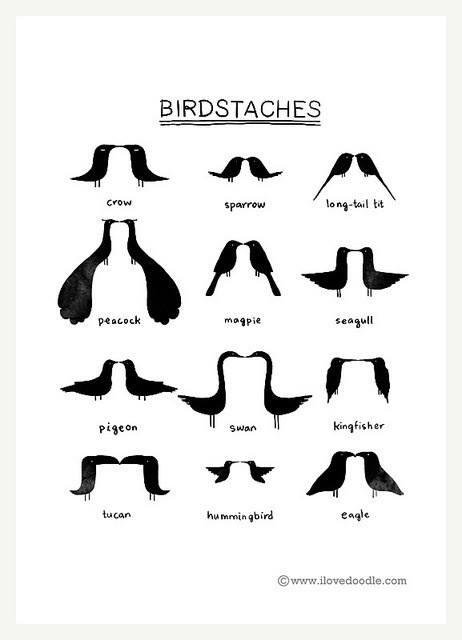 keyjielemenopii's tweet photo. Birdstaches♥ #Sparrowwww http://t.co/s1GVO2HP4k