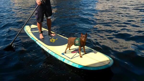 Meet Nemo, this years "Pack Leader"
Stand-Up For The Pets and Win a Paddle Board!
goo.gl/TZKBVB