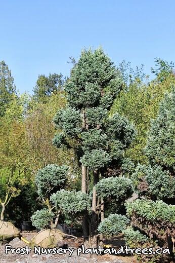 Juniper #pom pom #topiary likes a hot, dry sunny location in #Vancouver #garden #landscape #whatsgrowingon