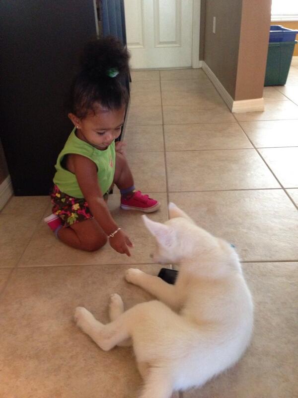 LightningHusky's tweet image. My friend Zarah is hanging out this morning @DuttyBeeks