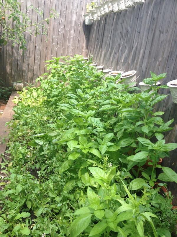 3idiotsfarm's tweet photo. we have more basil then we possibly know what to do with it. who wants it? http://t.co/SEuzz2dtiN