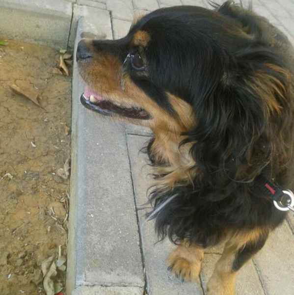 Chicos este abuelito de 8añs lo rescataron ayer dla calle xo ya nse lo pueden quedr mas!HOY SE QEDA SIN NADA!ACOGIDA!