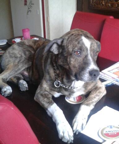 xxmascha's tweet image. Ik kom thuis van stage ligt de hond op talfel:o #stoud hond