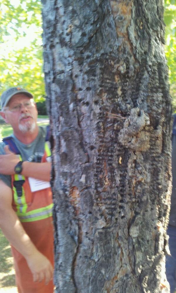 Dan demonstrating the effects of mountain pine beetle :'(  #TPTP2013