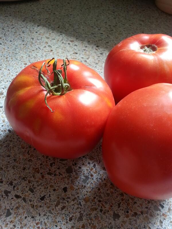 Leigh_Chapple's tweet image. Few things better on one of the last warm days of summer than a swim and a lunch of fresh tomatoes out of my garden
