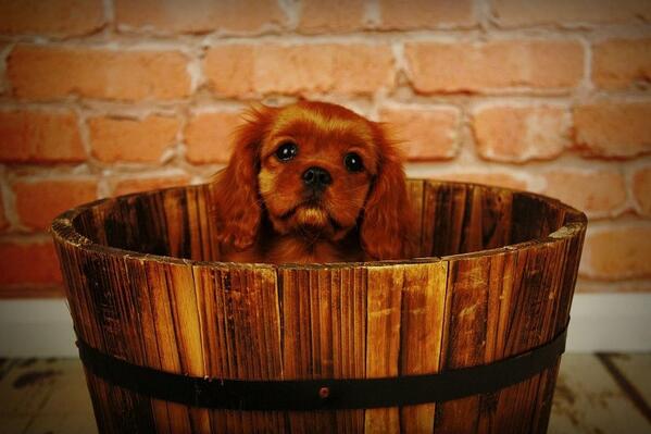 patokapups's tweet photo. #Cavalier King Charles Spaniel #Puppies Due NEXT WEEK #IloveDN #doncasterisgreat @itsdogtime @petfinder @TheDogDaily http://t.co/VP8d966gxT