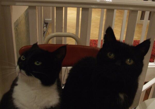 My cat is sad because he is consoling my other cat, who is upset she was not chosen to star in the new Batman film.