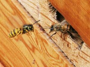 BuzzNatural's tweet image. Wasps around Beehive goo.gl/mfuB6a Updated!
