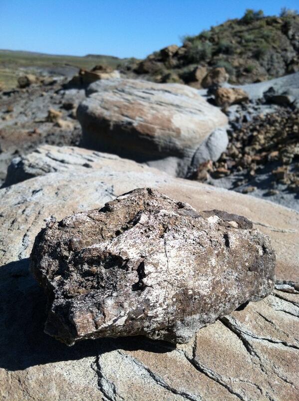 uwastrobio's tweet photo. A piece of dinosaur bone sits atop a rock near a recent UW dig site http://t.co/iDaaWagXlx