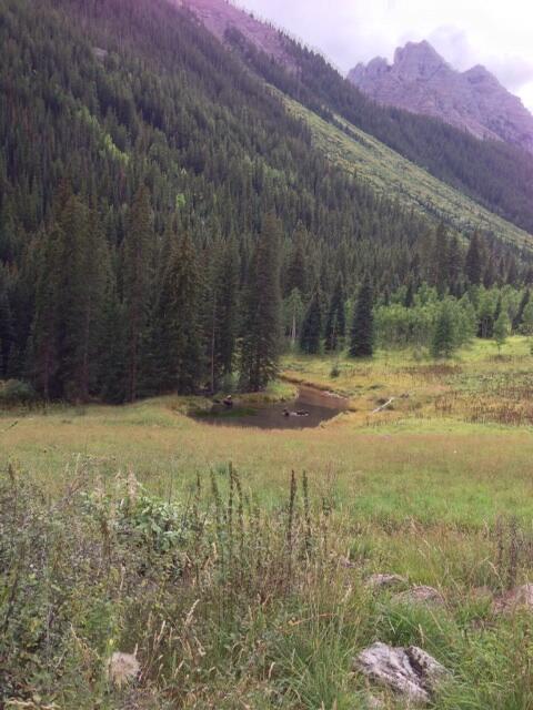 jcatl's tweet image. Moose and squirrel in Aspen