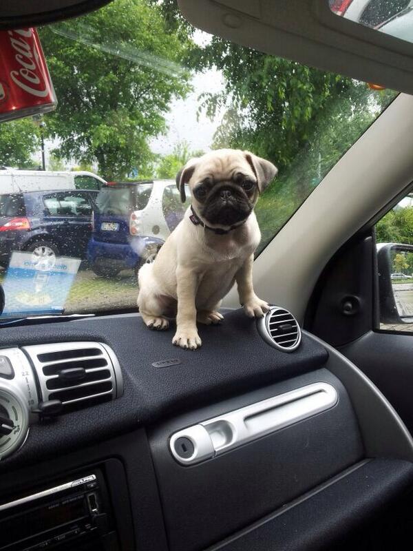 b_scutari's tweet image. #frutta the #pug