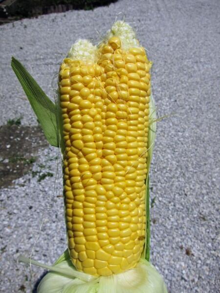 itisprashanth's tweet photo. Deformed corn harvested near fukushima nuclear plant, radiation poisoning is not a myth! #bannuclearpower http://t.co/UlCwXCffMt