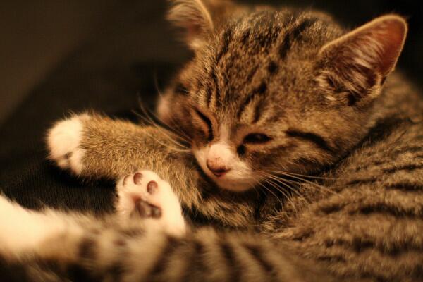 かわいい♡と思ったらRT https://t.co/M7dvUGOnJo #猫