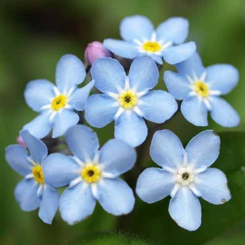 ひっと Eldenring全裸待機 22 02 25 ちなみにあの花に出てくる花は勿忘草 ワスレナグサ と言いまして 花言葉は 私を忘れないで 真実の友情 誠の愛 との事です 素敵すぎる Anohana Http T Co Cfs6gpxqm3 Twitter