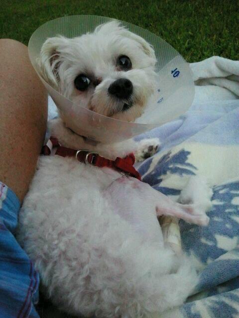 #ThisIsUs Dogs w three legs, dogs w skin problems, dogs w/o a second chance. They survive and we help them thrive!