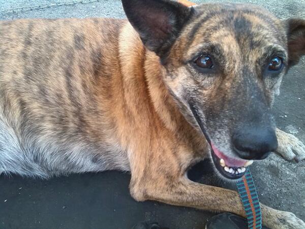 vale_816's tweet photo. Jornada de adopcion @SOSRescAnimal     TIGRA, esperando que la adopten. http://t.co/SZkHPPGrwZ