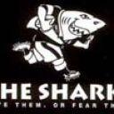 FlashWerner's tweet image. Nice SHARKIES 34-18 against the BULLS nothing better than that..