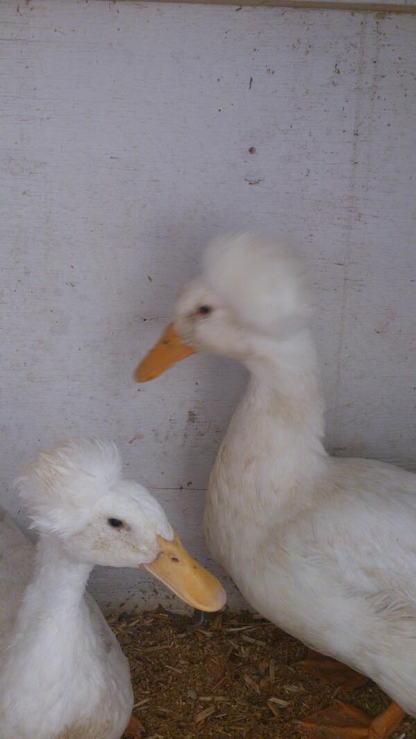 EZRockCruizer's tweet photo. #afro #chickens at the #Armstrong #IPE #okanagan #summer http://t.co/KWDcVo7yfh