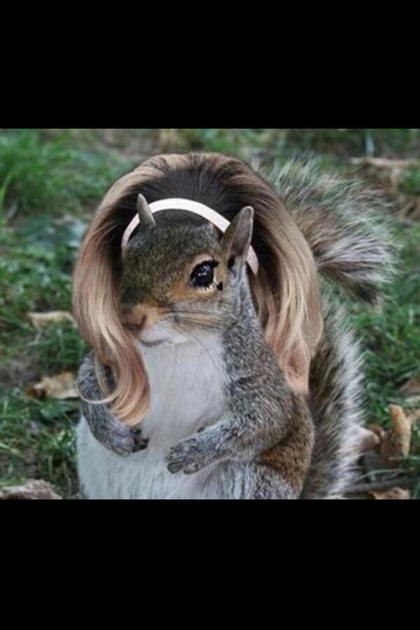 oopsjusttrying's tweet image. what's up #squirrelfriend ?