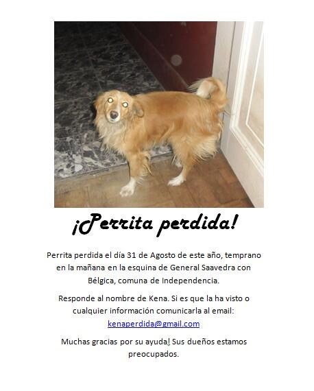 Evelyn_Torres_h's tweet photo. @Perros_Cl @TonkaTP @mascotas4a @vanty_ perdido en independencia fono 76269712, su familia lo busca http://t.co/jviVvHZ7LM